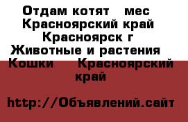 Отдам котят 4 мес - Красноярский край, Красноярск г. Животные и растения » Кошки   . Красноярский край